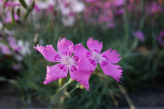 石竹花特写