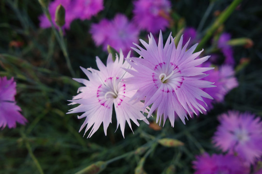 石竹花特写