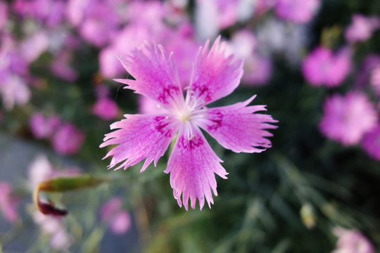 石竹花特写