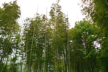 竹林风景