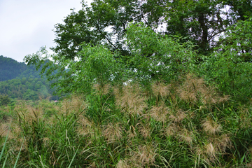 芦苇风景