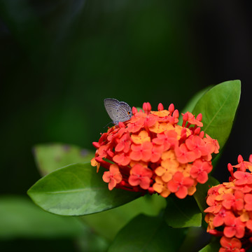 龙船花粉蝶