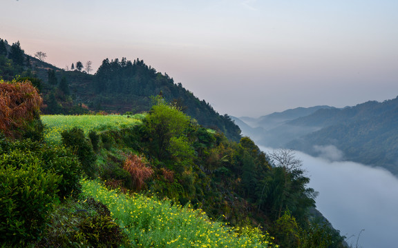 云海山谷油菜花