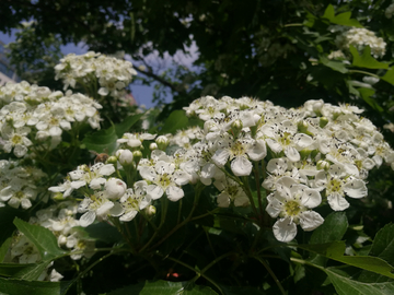 山楂花