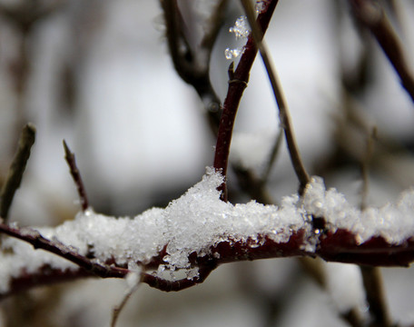 雪枝