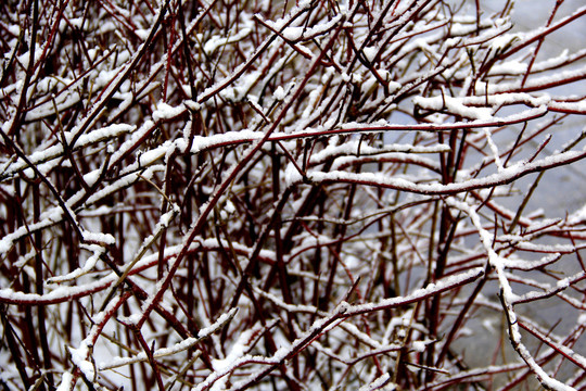 枝雪