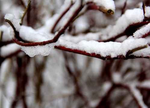 枝雪