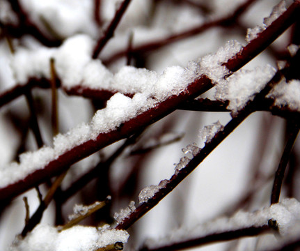 枝雪