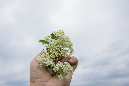 手和白花