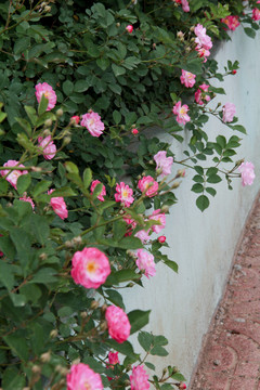 粉色蔷薇花墙摄影