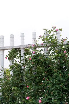 粉色蔷薇花栏杆摄影