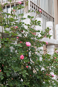 粉色蔷薇花栏杆摄影