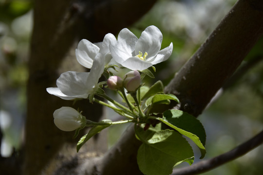 苹果花