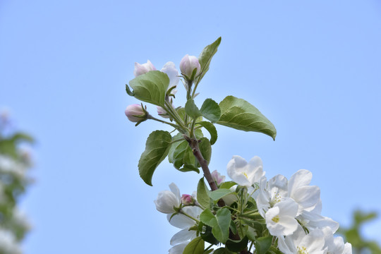 花冠苹果花