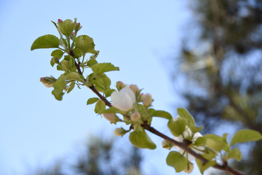 一枝苹果花