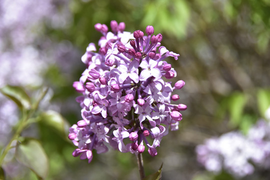 紫丁香花