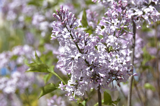 丁香花