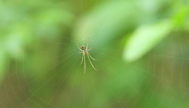 小蜘蛛高清微距摄影