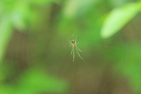 小蜘蛛高清微距摄影