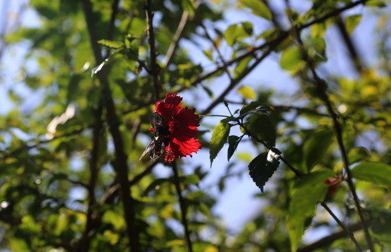 蝴蝶和花