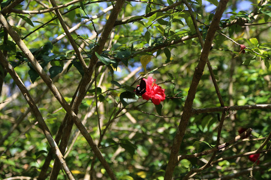 蝴蝶花卉