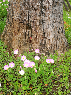 月见草