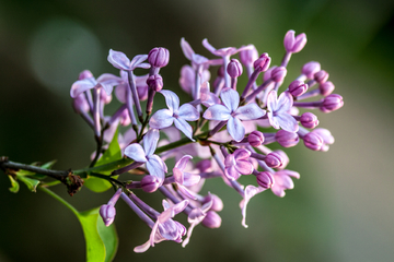 丁香花