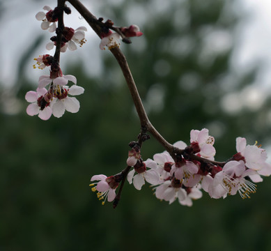 桃花