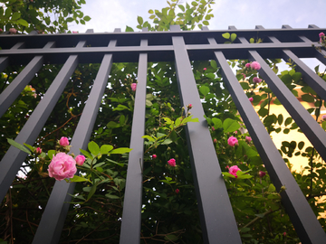 蔷薇花栅栏