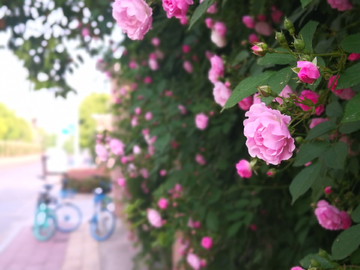 花栅栏