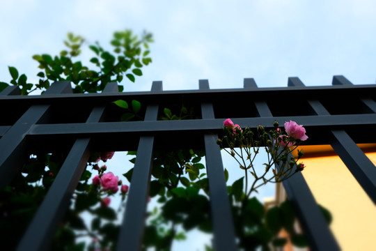 铁栅栏上的小花