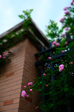 院墙上得蔷薇