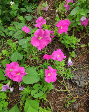 田野里的花