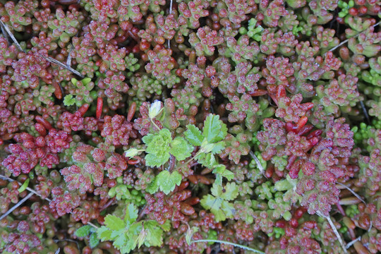 野生肉肉植物素材