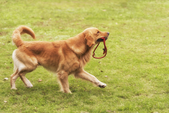 金毛犬行走