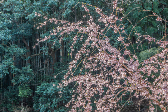 京都嵯峨盛开的樱花