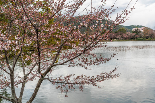 京都大觉寺的风景