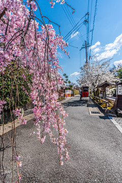 京都嵯峨野街景