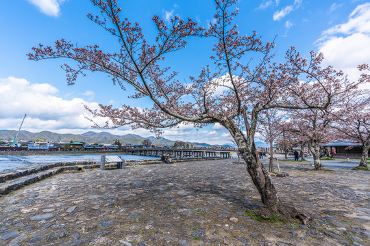 京都渡月桥