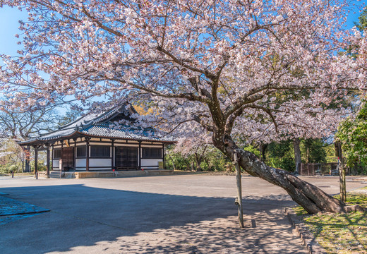 日本奈良公园建筑风景