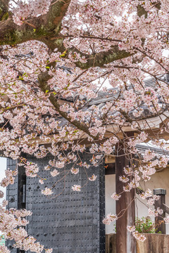 大阪城里盛开的樱花