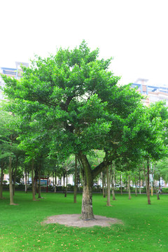 城市绿化景观树图谱鹅肾树