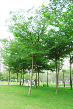 城市绿化景观树小叶榄仁