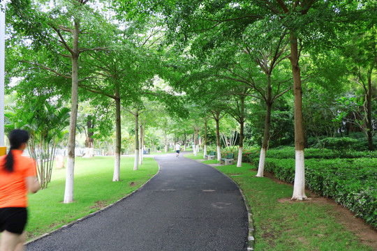 茂名南香公园景观树小叶榄仁