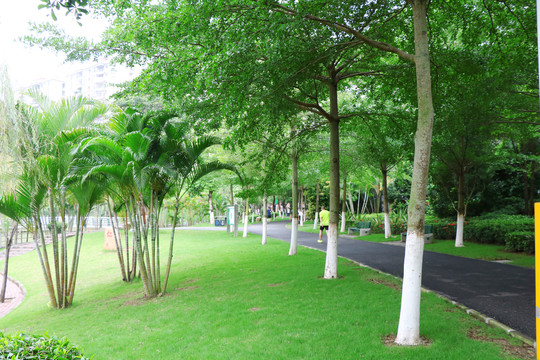 粤西茂名南香公园景观树