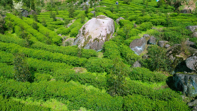 高山绿茶园