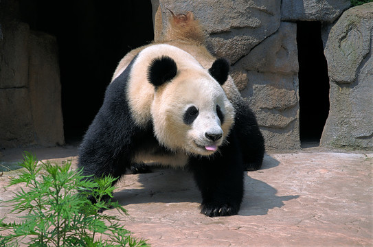 国宝大熊猫