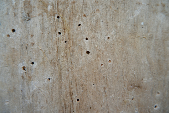 木头虫孔