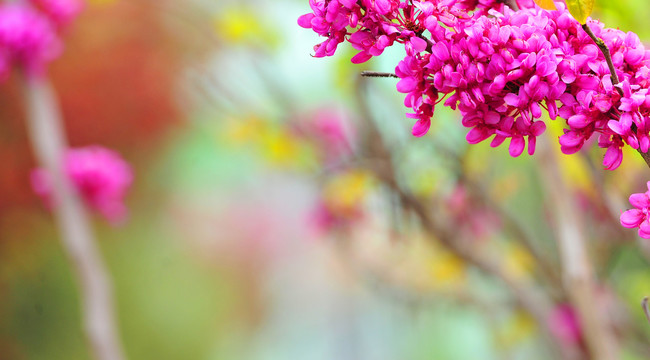 花草背景