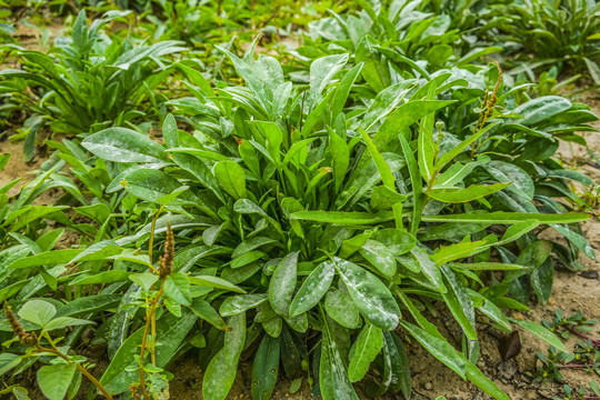 野菜种植高清大图